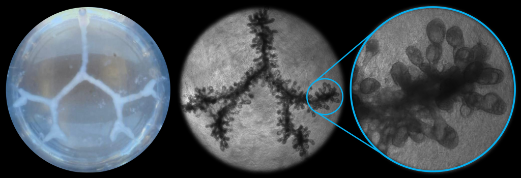 A lung tissue displays complex branching patterns. photo via Frontier Bio.